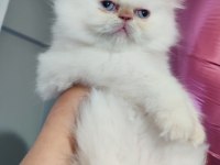 İran kedisi longhair dişi