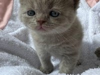 Safkan Scottish Fold