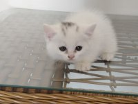 Show kalite British Shorthair