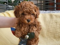 0-3 aylık toy poodle yavrular