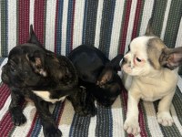 A Kalite French Bulldog Yavrular