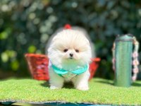 Safkan Pomeranian Boo Yavrularımız