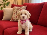 Maltipoo yavrular