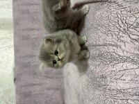 British Longhair sevimli iki kardeş
