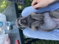 Cane corso kızımıza yeni yuva arıyoruz