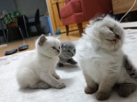 Sevimli scottish fold yavrular