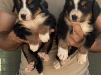 Bernese yavrularımız