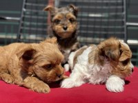 Show kalite tea cup morkie yavrular ziyarete açık