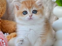 Güzellik Timsali Golden British Shorthair