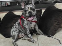 2 YAŞINDA DİŞİ FRENCH BULLDOG