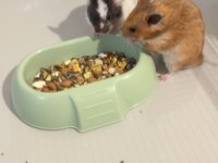 Ücretsiz Yavru Suriye Hamster (Evcil ısırmayan)
