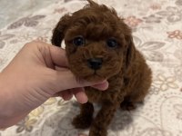 Yakışıklı erkek kore poodle yavrularım