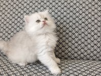 Silver kız kardeş kediler