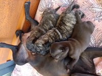 Safkan pug