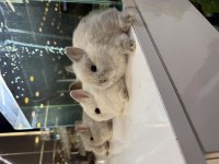 CÜCE TAVŞAN YAVRULARI CİTYPETSHOP