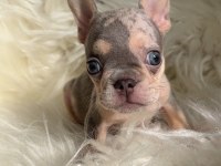 Ev bakımı french bulldog yavrularım