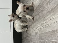 French bulldog bebekler