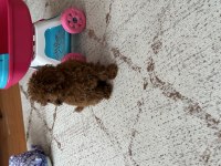 Kore Tea Cup Poodle