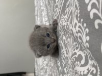 Yavru scottish fold bebeklerimize yuva