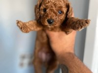 Toy poodle cinsi kıpkırmızı red mini boy