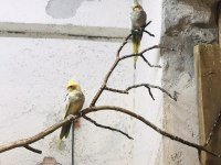 Konuşan uysal sultan papağanı