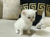 Sevimli british shorthair bebekler
