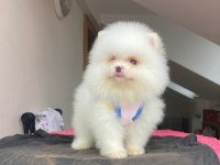 Irk ve Sağlık Garantili Pomeranian Boo