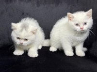 Koca kafa scottish fold bebekler
