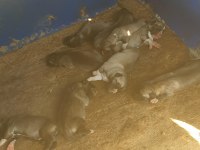 KANGAL KÖPEĞİ YAVRULARI
