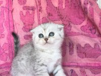 İTHAL SCOTTİSH YAVRULAR