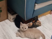 6 aylık aşıları tam erkek british shorthair