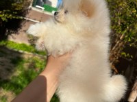 Sevimli pomeranian boo bebekler