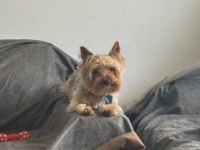 Uyguna köpeğimiz aşı masrafına verilecek