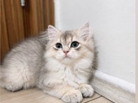 Golden British Longhair Erkek