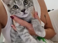Sokağa atılan kedimiz çok korkuyor acil yuva