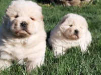 ÇİN ASLANI YAVRULARIMIZ (CHOW CHOW)