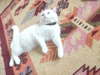 British shorthair cinsi beyaz kedimiz