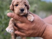 Toy poodle yavrumuz sahiplenmeye hazırdır
