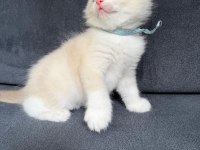 RAGDOLL YAVRULAR