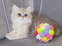 Golden erkek bebek british longhair