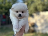 Pomeranian yavrularımız 