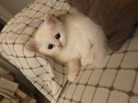 British shorthair 9 mayıs doğumlu