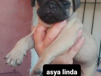 Pug Mops Bebekler