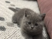 Temiz Irk British Shorthair Yavrusu