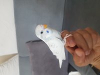 Yeni yeme düşmüş muhabbet kuşlarım