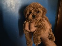 Poodle Yavru Erkek