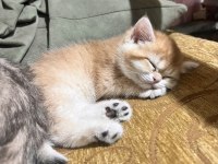 Safkan Golden British Shorthair Ny12 (WCF)
