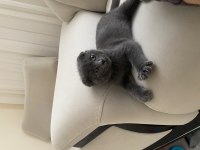 Erkek 3 aylık scottish fold
