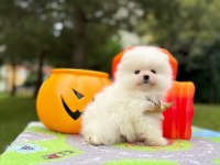 Orjinal Pomeranian Boo Yavrumuz 