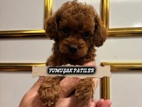 Orijinal Toy Poodle